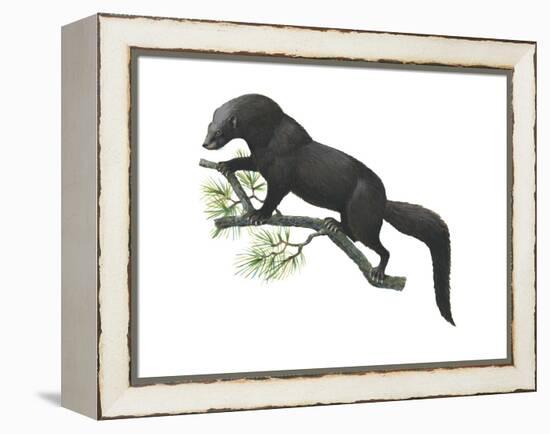 Fisher (Martes Pennanti), Mammals-Encyclopaedia Britannica-Framed Stretched Canvas