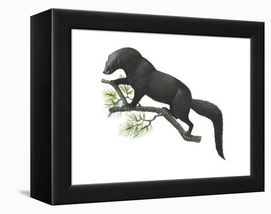 Fisher (Martes Pennanti), Mammals-Encyclopaedia Britannica-Framed Stretched Canvas