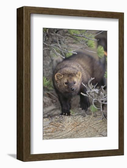 Fisher-DLILLC-Framed Photographic Print