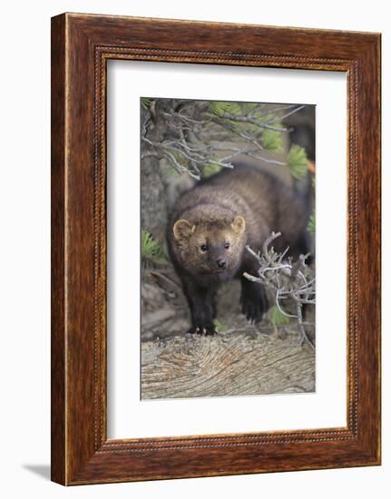 Fisher-DLILLC-Framed Photographic Print