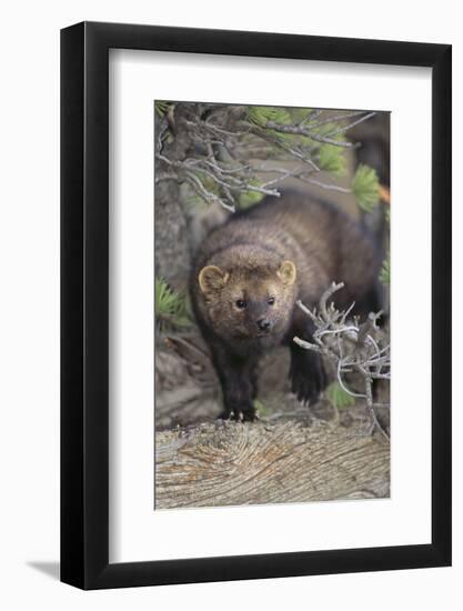 Fisher-DLILLC-Framed Photographic Print