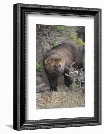 Fisher-DLILLC-Framed Photographic Print