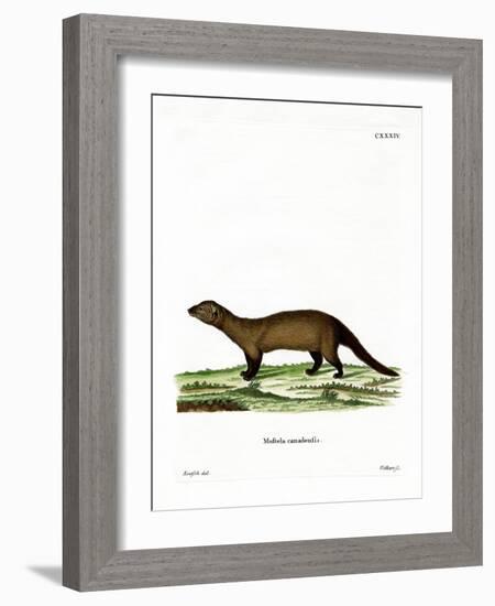 Fisher-null-Framed Giclee Print