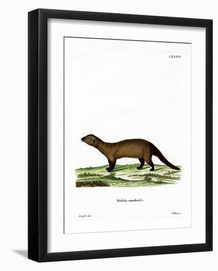 Fisher-null-Framed Giclee Print