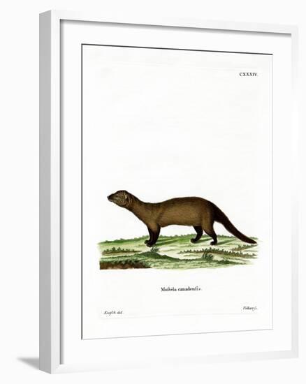 Fisher-null-Framed Giclee Print