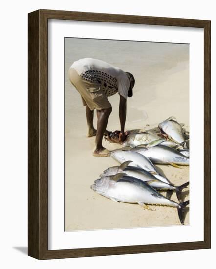 Fisherman Gutting Catch on Beach at Santa Maria on the Island of Sal (Salt), Cape Verde Islands-R H Productions-Framed Photographic Print