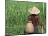 Fisherman In a Rice Field, Danang, Vietnam-Keren Su-Mounted Photographic Print