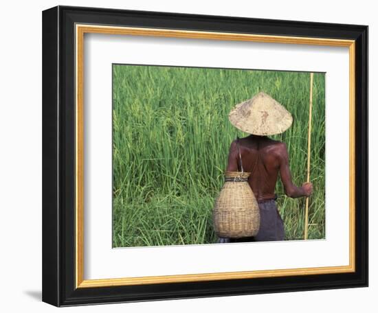 Fisherman In a Rice Field, Danang, Vietnam-Keren Su-Framed Photographic Print