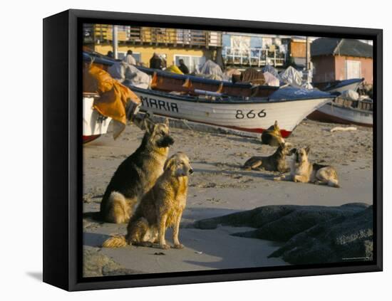 Fishermen's Dogs Awaiting Their Return, Horcon, Chile, South America-Mark Chivers-Framed Premier Image Canvas