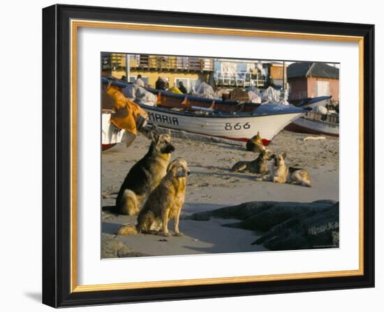 Fishermen's Dogs Awaiting Their Return, Horcon, Chile, South America-Mark Chivers-Framed Photographic Print