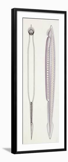 Fishes: Anatomy, Fish Skeleton-null-Framed Giclee Print