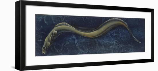 Fishes: Anguilliformes, European Eel (Anguilla Anguilla)-null-Framed Giclee Print