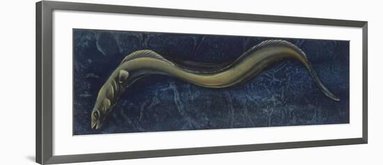 Fishes: Anguilliformes, European Eel (Anguilla Anguilla)-null-Framed Giclee Print