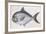 Fishes: Atlantic Pomfret (Brama Brama)-null-Framed Giclee Print