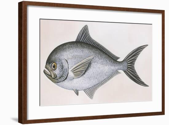 Fishes: Atlantic Pomfret (Brama Brama)-null-Framed Giclee Print