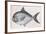 Fishes: Atlantic Pomfret (Brama Brama)-null-Framed Giclee Print