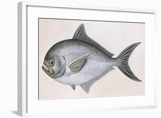 Fishes: Atlantic Pomfret (Brama Brama)-null-Framed Giclee Print