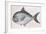 Fishes: Atlantic Pomfret (Brama Brama)-null-Framed Giclee Print