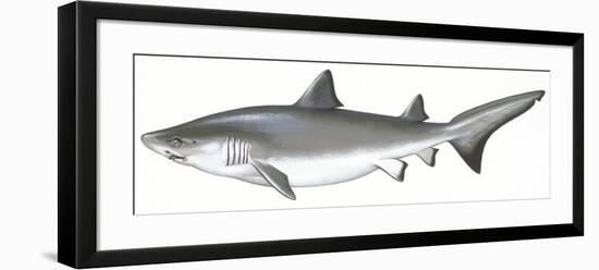 Fishes: Carcharhiniformes, School of Sharks (Galeorhinus Galeus)-null-Framed Giclee Print