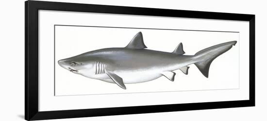 Fishes: Carcharhiniformes, School of Sharks (Galeorhinus Galeus)-null-Framed Giclee Print