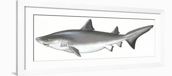 Fishes: Carcharhiniformes, School of Sharks (Galeorhinus Galeus)-null-Framed Giclee Print