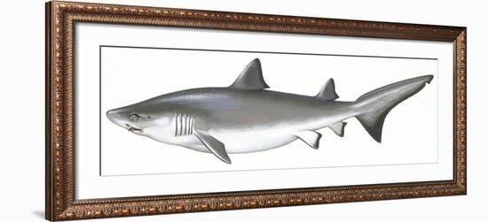 Fishes: Carcharhiniformes, School of Sharks (Galeorhinus Galeus)-null-Framed Giclee Print