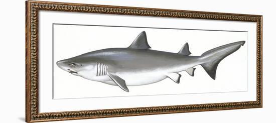 Fishes: Carcharhiniformes, School of Sharks (Galeorhinus Galeus)-null-Framed Giclee Print