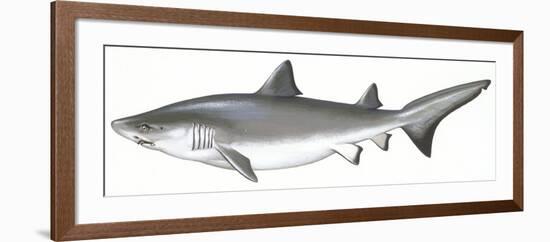 Fishes: Carcharhiniformes, School of Sharks (Galeorhinus Galeus)-null-Framed Giclee Print