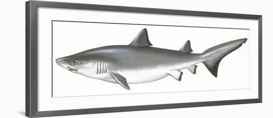 Fishes: Carcharhiniformes, School of Sharks (Galeorhinus Galeus)-null-Framed Giclee Print