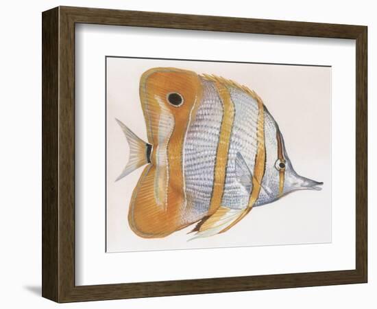 Fishes: Copperband Butterflyfish (Chelmon Rostratus)-null-Framed Giclee Print