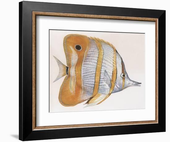 Fishes: Copperband Butterflyfish (Chelmon Rostratus)-null-Framed Giclee Print