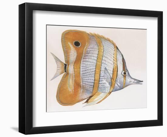 Fishes: Copperband Butterflyfish (Chelmon Rostratus)-null-Framed Giclee Print