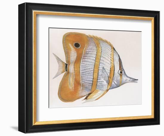 Fishes: Copperband Butterflyfish (Chelmon Rostratus)-null-Framed Giclee Print