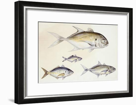 Fishes: Crevalle Jack (Caranx Hippos)-null-Framed Giclee Print