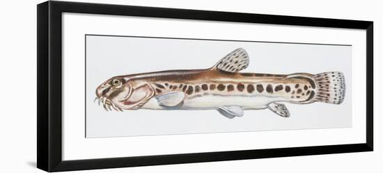 Fishes: Cypriniformes Cobitidae, Italian Loach (Sabanejewia Larvata)-null-Framed Giclee Print