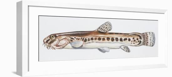 Fishes: Cypriniformes Cobitidae, Italian Loach (Sabanejewia Larvata)-null-Framed Giclee Print