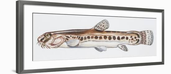 Fishes: Cypriniformes Cobitidae, Italian Loach (Sabanejewia Larvata)-null-Framed Giclee Print