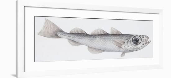 Fishes: Gadiformes - Silvery Cod (Gadiculus Argenteus Argenteus)-null-Framed Giclee Print