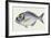 Fishes: Gilthead Sea Bream (Sparus Auratus)-null-Framed Giclee Print