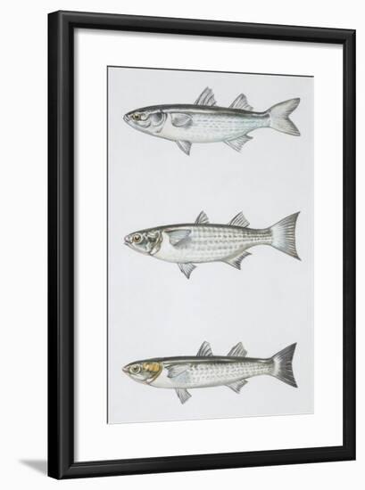 Fishes: Mugiliformes-null-Framed Giclee Print