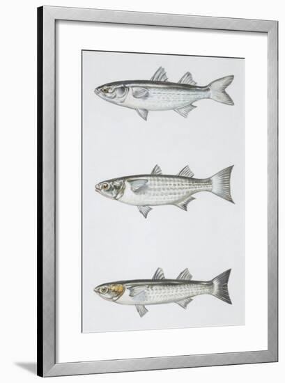 Fishes: Mugiliformes-null-Framed Giclee Print