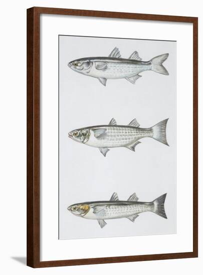 Fishes: Mugiliformes-null-Framed Giclee Print