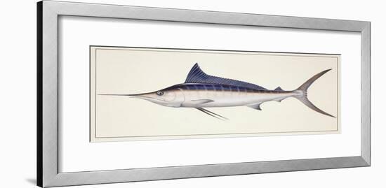Fishes: Percifirmes Istiophoridae, Striped Marlin (Tetrapturus Audax)-null-Framed Giclee Print