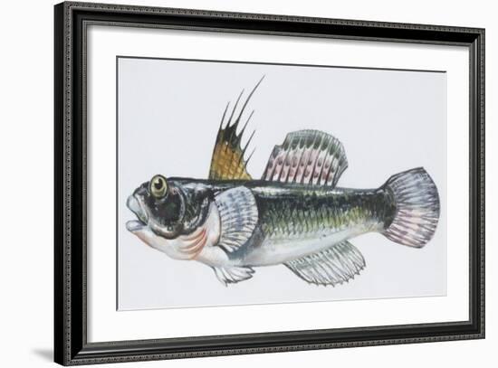 Fishes: Perciformes Gobiidae, Black Goby (Gobius Niger)-null-Framed Giclee Print