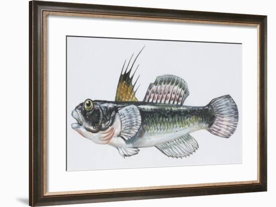 Fishes: Perciformes Gobiidae, Black Goby (Gobius Niger)-null-Framed Giclee Print