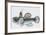 Fishes: Perciformes Gobiidae, Black Goby (Gobius Niger)-null-Framed Giclee Print