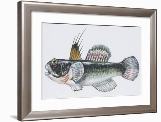 Fishes: Perciformes Gobiidae, Black Goby (Gobius Niger)-null-Framed Giclee Print