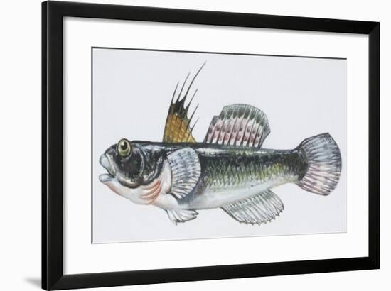 Fishes: Perciformes Gobiidae, Black Goby (Gobius Niger)-null-Framed Giclee Print