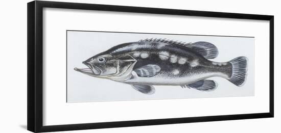 Fishes: Perciformes Polyprionidae - Wreckfish (Polyprion Americanus)-null-Framed Giclee Print