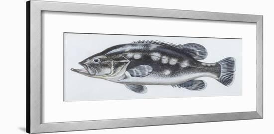 Fishes: Perciformes Polyprionidae - Wreckfish (Polyprion Americanus)-null-Framed Giclee Print
